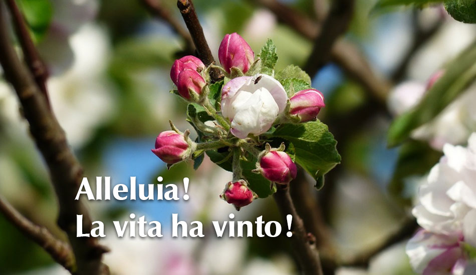 Alleluia! La vita ha vinto!